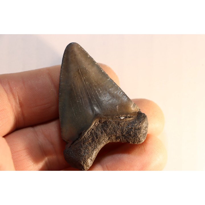 dent de requin: CARCHARODON MEGALODON