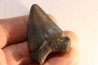 dent de requin: CARCHARODON MEGALODON