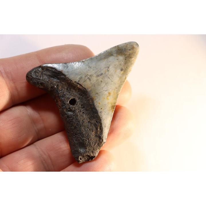 dent de requin: CARCHARODON MEGALODON