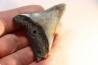 shark teeth: CARCHARODON MEGALODON