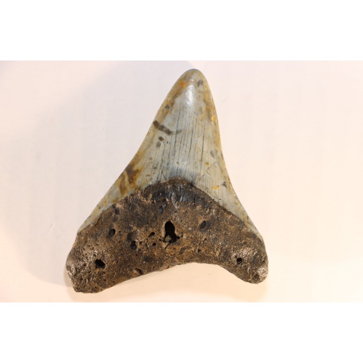 shark teeth: CARCHARODON MEGALODON