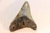 shark teeth: CARCHARODON MEGALODON