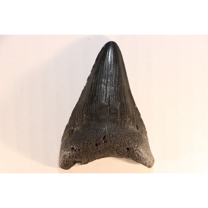 shark teeth: CARCHARODON MEGALODON
