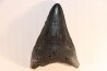 shark teeth: CARCHARODON MEGALODON