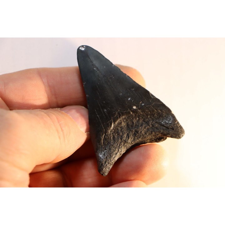 shark teeth: CARCHARODON MEGALODON