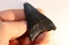 dent de requin: CARCHARODON MEGALODON