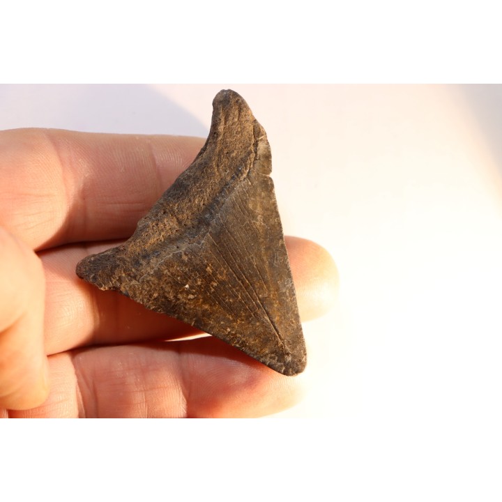 dent de requin: CARCHARODON MEGALODON