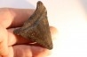 dent de requin: CARCHARODON MEGALODON