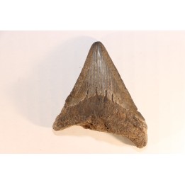 shark teeth: CARCHARODON MEGALODON