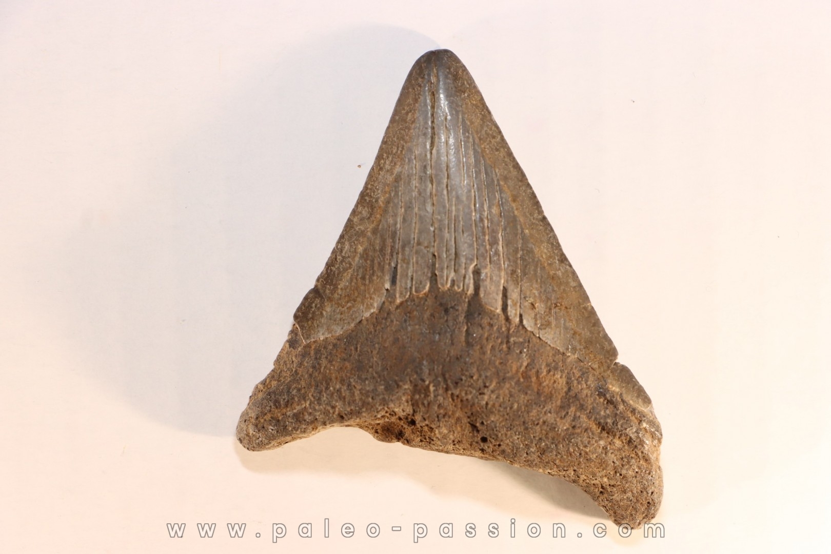 dent de requin: CARCHARODON MEGALODON