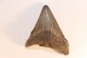 shark teeth: CARCHARODON MEGALODON