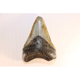 dent de requin: CARCHARODON MEGALODON