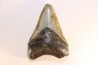 shark teeth: CARCHARODON MEGALODON