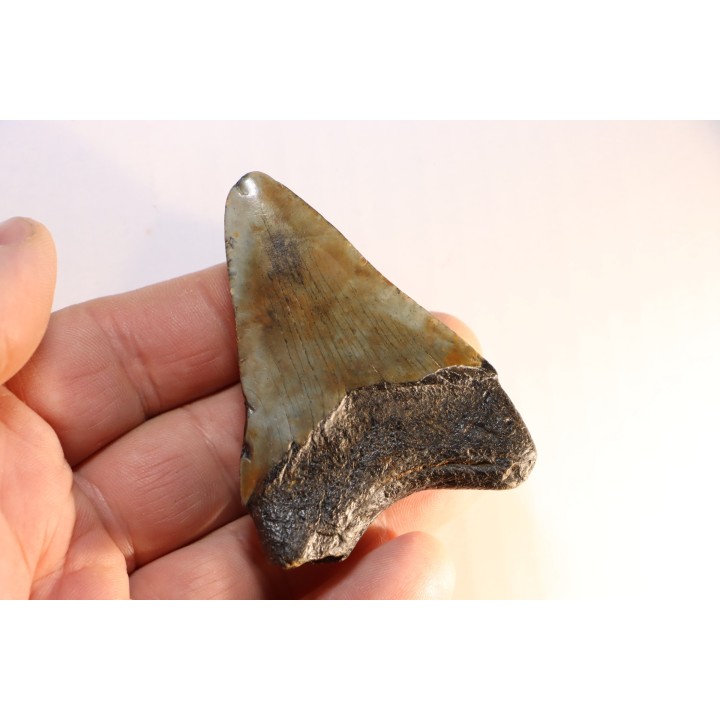 dent de requin: CARCHARODON MEGALODON