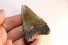 dent de requin: CARCHARODON MEGALODON