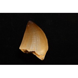 DENT DE MOSASAURE   Mosasaurus baugei (Arambourg 1954)  Maestrichtien - Oued Zem,  Maroc