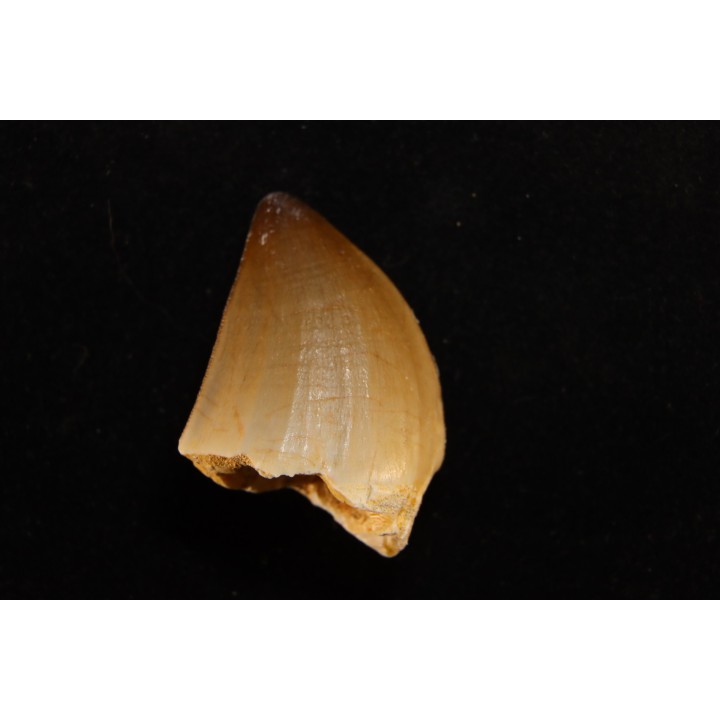 MOSASAURE  tooth Mosasaurus baugei (Arambourg 1954)  - Maastrichtian - Oued Zem - Morocco