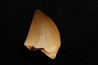 MOSASAURE tooth Mosasaurus baugei (Arambourg 1954) - Maastrichtian - Oued Zem - Morocco