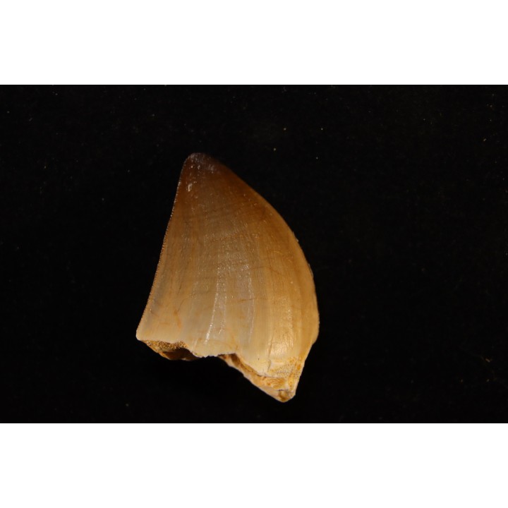 MOSASAURE  tooth Mosasaurus baugei (Arambourg 1954)  - Maastrichtian - Oued Zem - Morocco