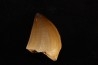 MOSASAURE tooth Mosasaurus baugei (Arambourg 1954) - Maastrichtian - Oued Zem - Morocco