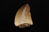 DENT DE MOSASAURE   Mosasaurus baugei (Arambourg 1954)  Maestrichtien - Oued Zem,  Maroc