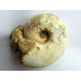 ORTHASPIDOCERAS sp.