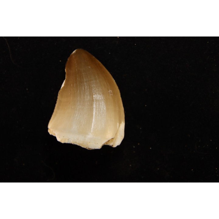 MOSASAURE  tooth Mosasaurus baugei (Arambourg 1954)  - Maastrichtian - Oued Zem - Morocco