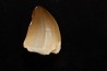 MOSASAURE tooth Mosasaurus baugei (Arambourg 1954) - Maastrichtian - Oued Zem - Morocco