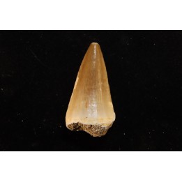DENT DE MOSASAURE   Mosasaurus baugei (Arambourg 1954)  Maestrichtien - Oued Zem,  Maroc