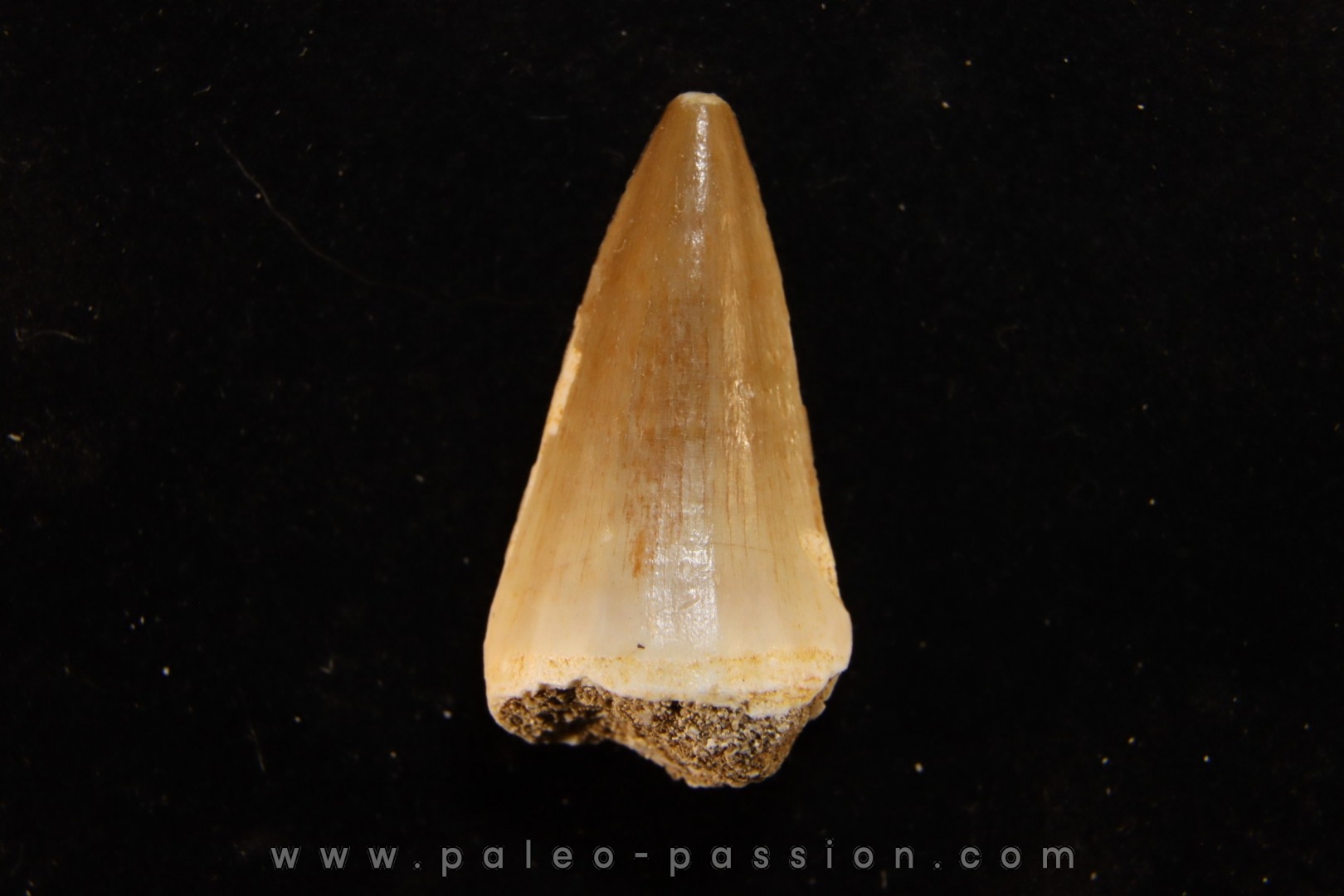 DENT DE MOSASAURE Mosasaurus baugei (Arambourg 1954) Maestrichtien - Oued Zem, Maroc