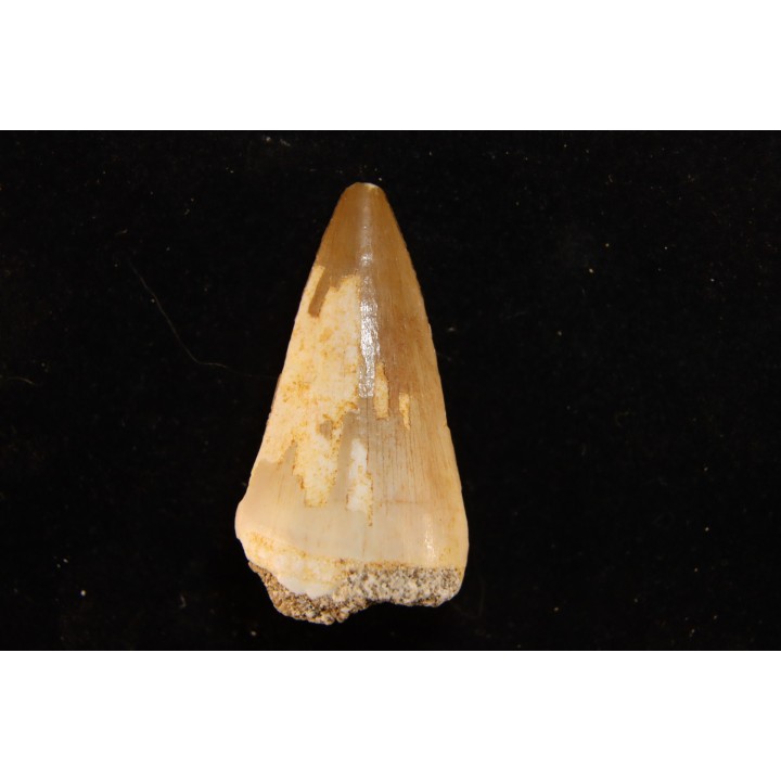 DENT DE MOSASAURE   Mosasaurus baugei (Arambourg 1954)  Maestrichtien - Oued Zem,  Maroc