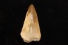 MOSASAURE tooth Mosasaurus baugei (Arambourg 1954) - Maastrichtian - Oued Zem - Morocco