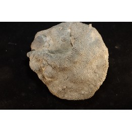 Heliolithes sp. - Silurian - Gotland, Schweden