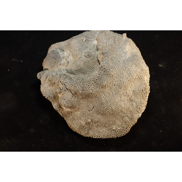 Heliolithes sp. - Silurien - Gotland, Suede