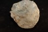 Heliolithes sp. - Silurien - Gotland, Suede
