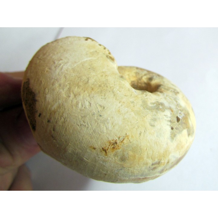 ORTHASPIDOCERAS sp.
