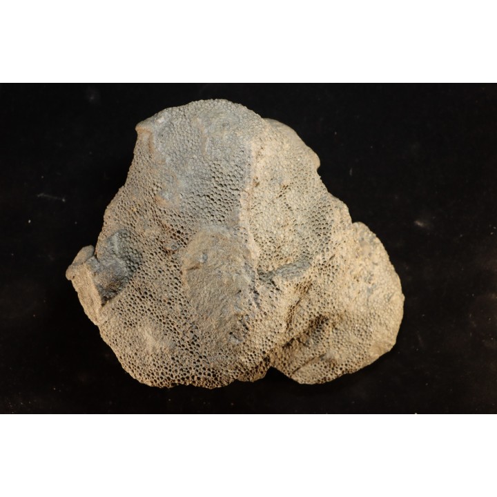 Heliolithes sp. - Silurien - Gotland, Suede
