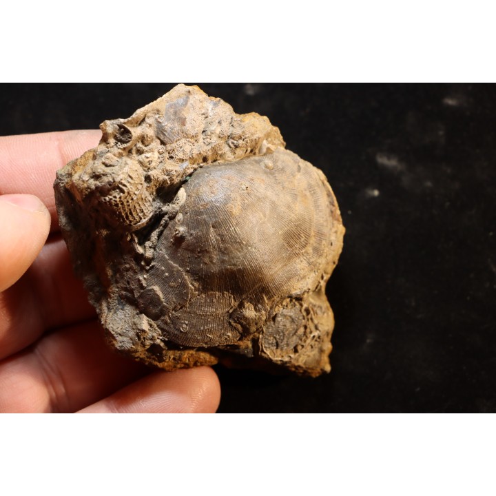 schizophoria schnuri