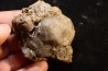 schizophoria schnuri