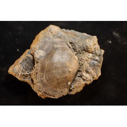 schizophoria schnuri