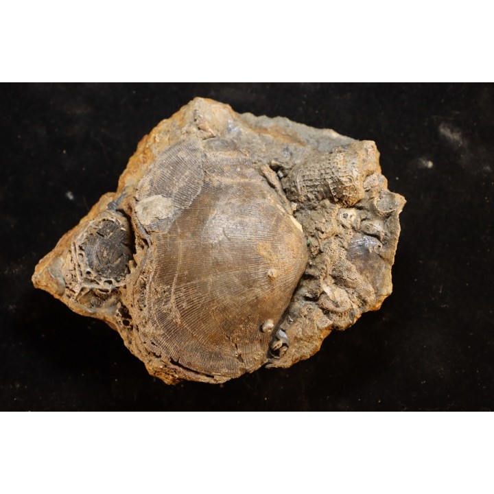 schizophoria schnuri