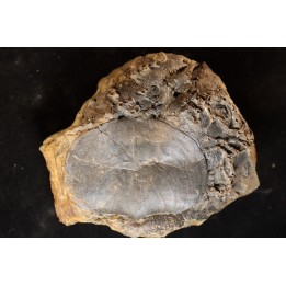 schizophoria schnuri