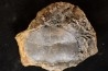 schizophoria schnuri