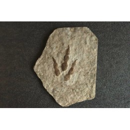 dinosaur foot print : Grallator variabilis