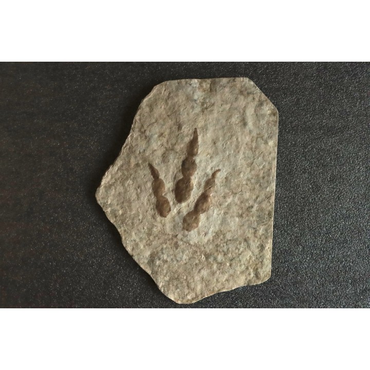 empreinte de dinosaure Grallator variabilis