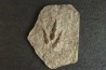 dinosaur foot print : Grallator variabilis
