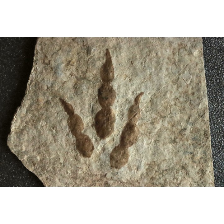 dinosaur foot print : Grallator variabilis