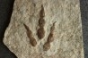 empreinte de dinosaure Grallator variabilis