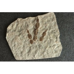 empreinte de dinosaure Grallator variabilis