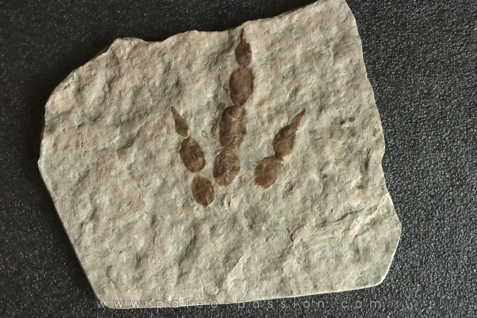 dinosaur foot print : Grallator variabilis